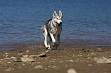 SIBERIAN HUSKY 602